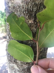 Ximenia americana