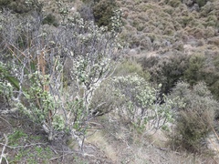 Olearia coriacea