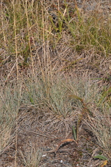 Festuca saximontana
