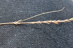 Festuca saximontana