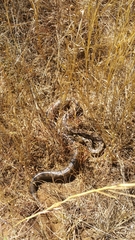 Acrantophis dumerili