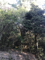 Pseudopanax arboreus