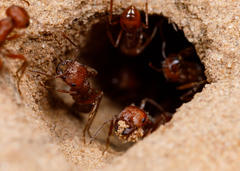 Pogonomyrmex comanche