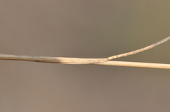 Festuca saximontana