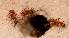 Pogonomyrmex comanche