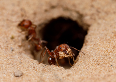 Pogonomyrmex comanche