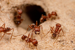 Pogonomyrmex comanche