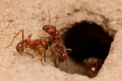 Pogonomyrmex comanche