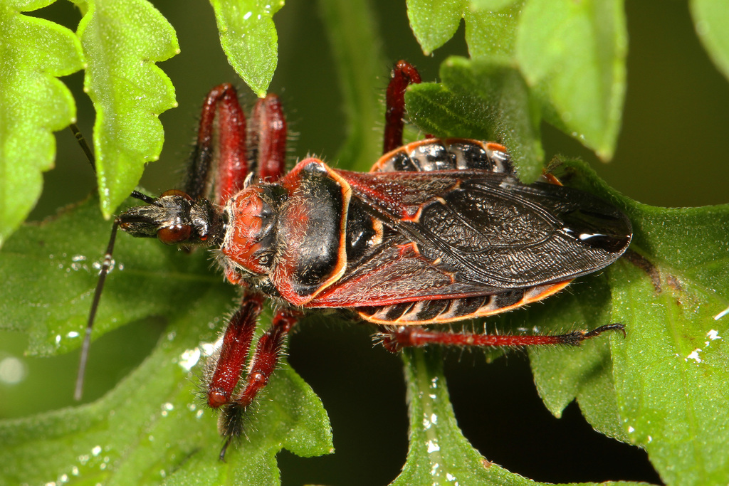 Florida Bee Assassin
