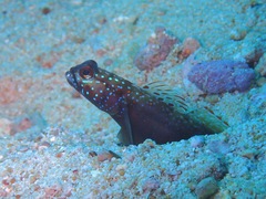 Amblyeleotris latifasciata