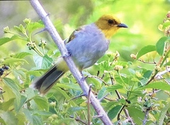 Pycnonotus xantholaemus