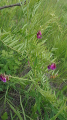 Vicia megalotropis