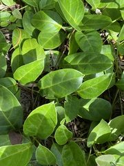 Parsonsia alboflavescens