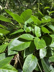 Parsonsia alboflavescens