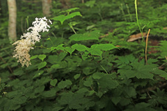 Filipendula glaberrima