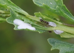 Phenacoccus peruvianus