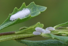 Phenacoccus peruvianus