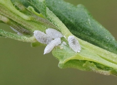 Phenacoccus peruvianus