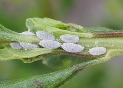 Phenacoccus peruvianus