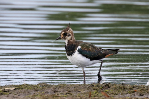Northern Lapwing, photo 10 of 10