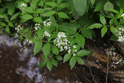 Cardamine macrophylla Willd.
