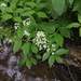Cardamine macrophylla - Photo (c) V.S. Volkotrub, algunos derechos reservados (CC BY-NC), subido por V.S. Volkotrub