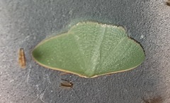 Prasinocyma ocyptera