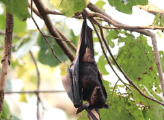 Black Flying Fox photo 3