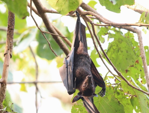 Black Flying-fox