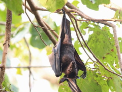 Black Flying Fox photo 2
