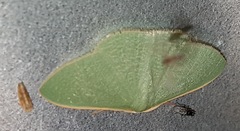 Prasinocyma ocyptera