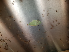 Prasinocyma ocyptera