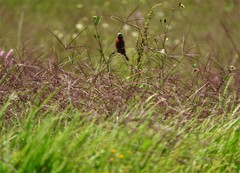 Cynodon plectostachyus