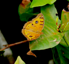 Junonia almana javana