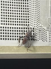 Leptoglossus occidentalis