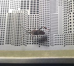 Leptoglossus occidentalis