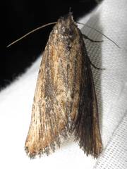 Condica discistriga