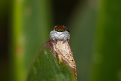 Maratus albus