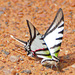 Mariposas Cometa Cebra - Photo (c) Jerry Oldenettel, algunos derechos reservados (CC BY-NC-SA)