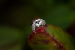 Maratus albus