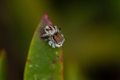 Maratus albus