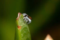 Maratus albus