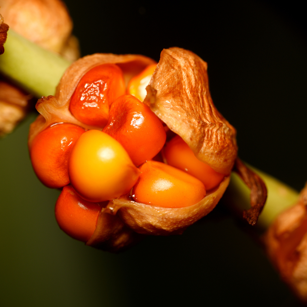 Chasmanthe floribunda, Chelsea Australia, by vuk