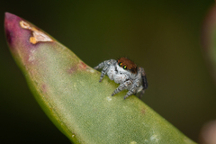 Maratus albus