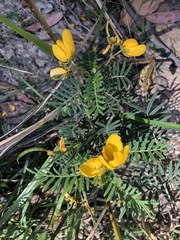 Senna aciphylla