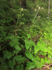 Saussurea subtriangulata