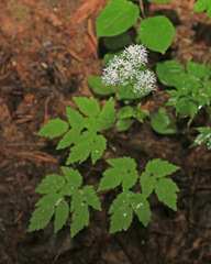 Thalictrum tuberiferum