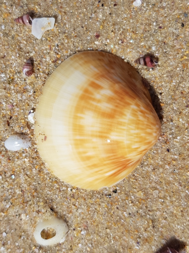 Shiny Dog Cockle