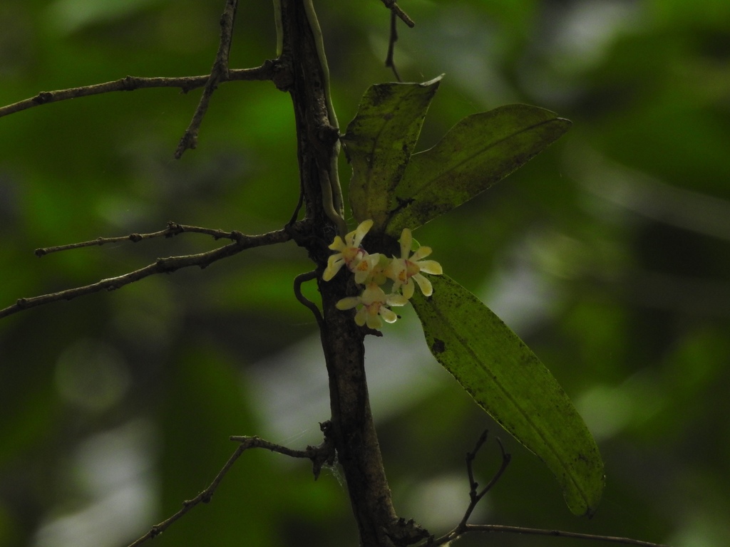 Gastrochilus flabelliformis