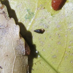 Potamopyrgus oppidanus